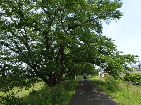 相馬から鳥の海 柴田町船岡土手内