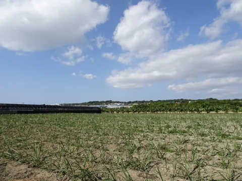 沖縄南部周回 糸満市山城